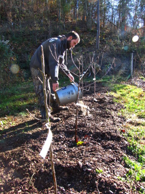 Planting dwarf apples