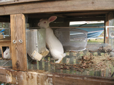 Rabbit feeder