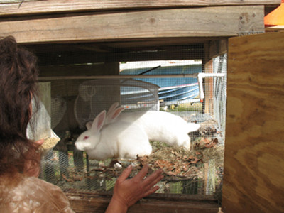 Rabbit nesting materials