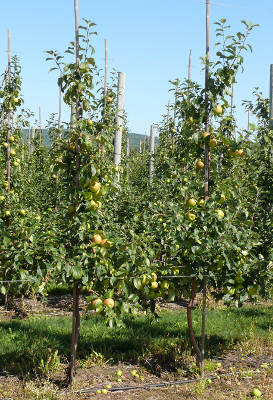 Tall spindle apples