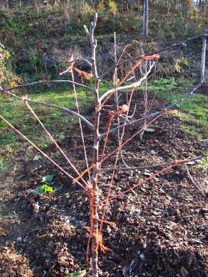 Training a high density apple tree