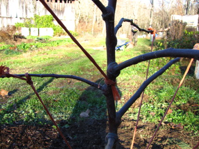 Tying down apple twigs