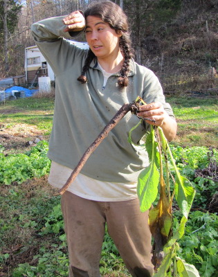 Comfrey root