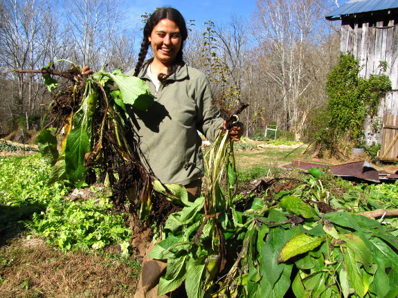 Dividing comfrey