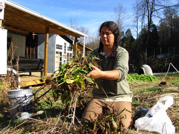 Dividing echinacea