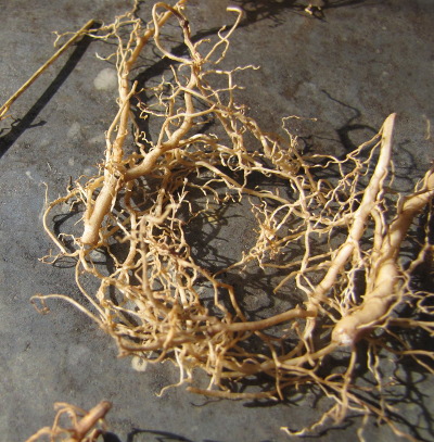 Fresh echinacea roots