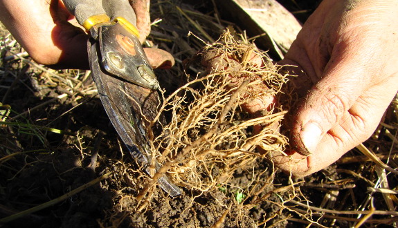 Harvesting echinacea roots