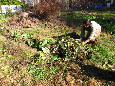 Planting comfrey