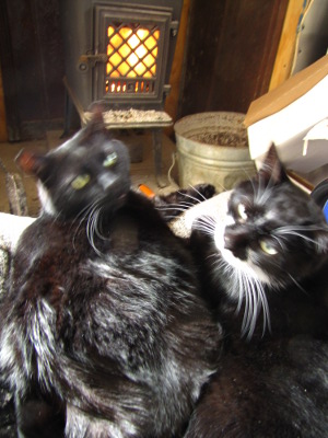 Cats in front of wood stove