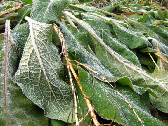 Frost on comfrey