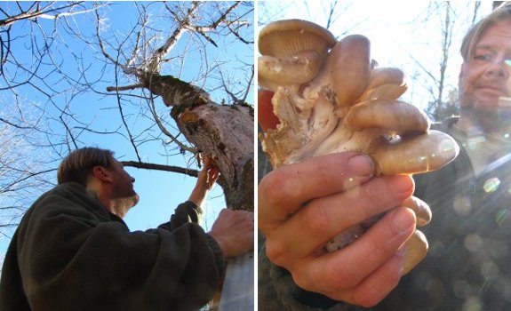 harvesting oyster mushroom cluster in a tree