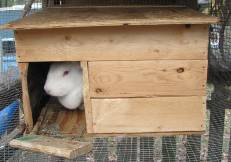 Rabbit house