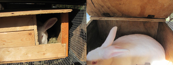 Rabbit nursery house