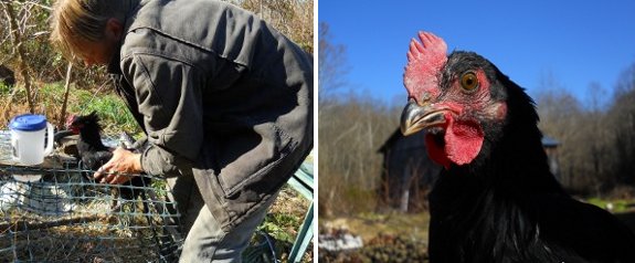Update on the runaway rooster