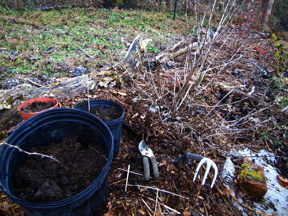 Gooseberry propagation