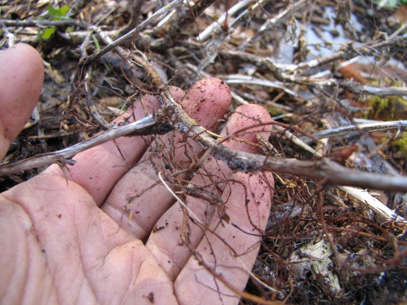 Rooted gooseberry