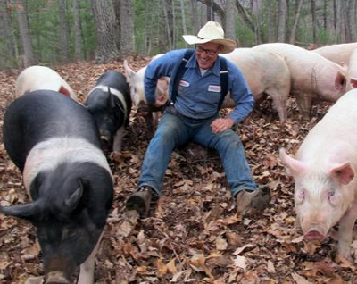 Salatin with pastured pigs