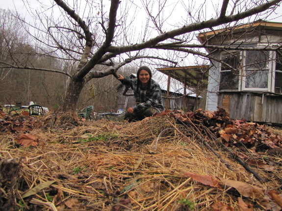 Tree mulch