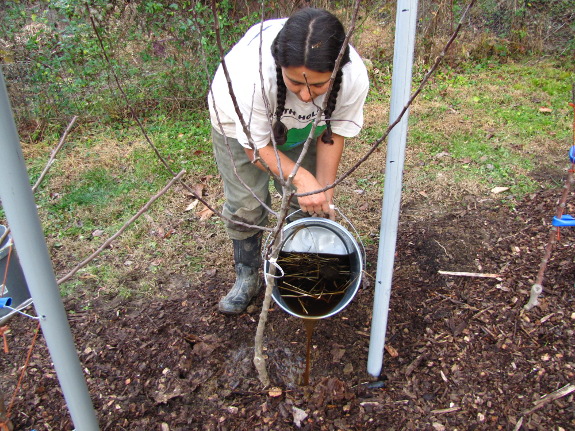 Watering in tree