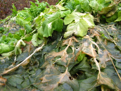 Decaying radish leaves