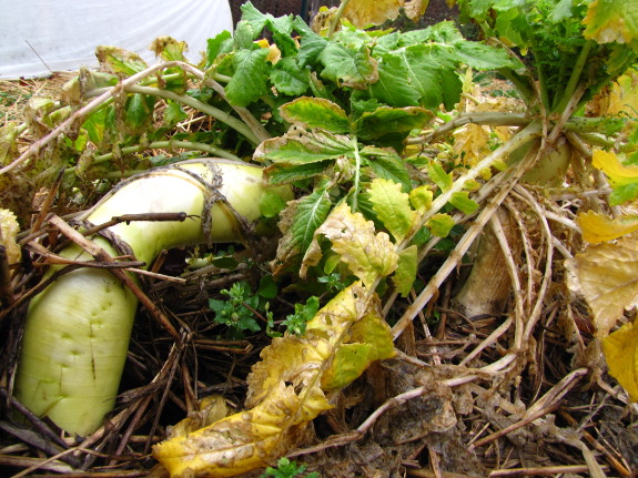 Dying oilseed radishes