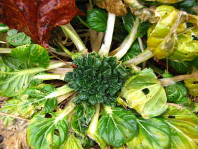 Tatsoi regrowth