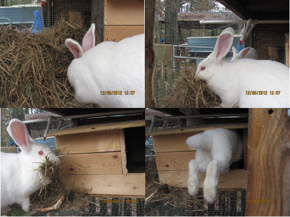 Rabbit gathering hay