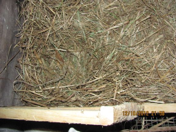 Rabbit nest
