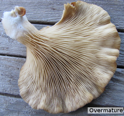 Overmature mushroom