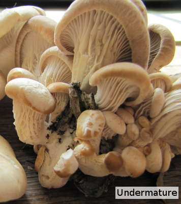 Undermature mushroom
