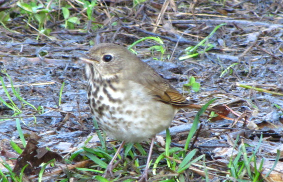 Hermit thrush