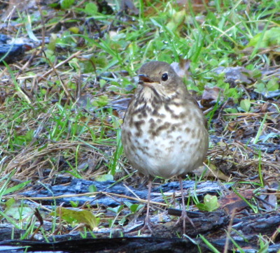 Hermit Thrush breast