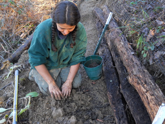 Planting persimmons