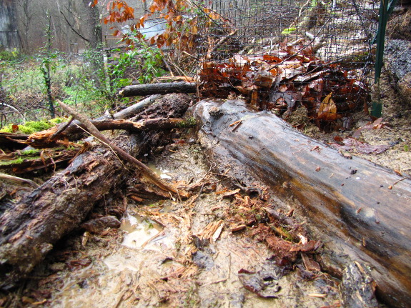 Logs holding water