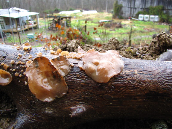 Mushroom on log