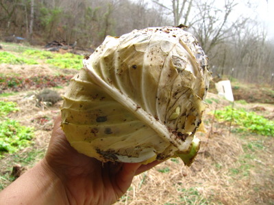 Winter cabbage