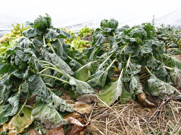 Brussels sprouts