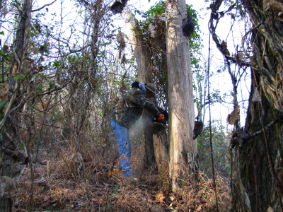 Dead sycamore