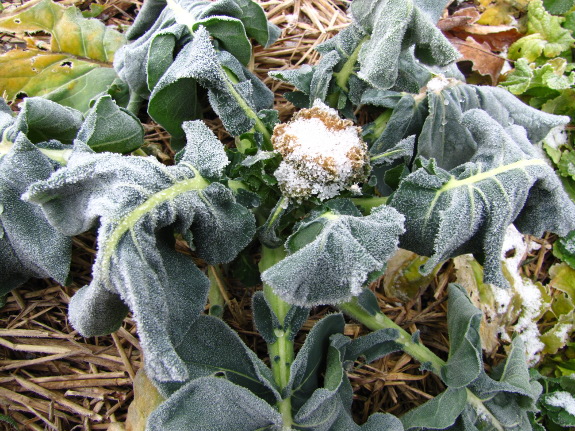 Frost-damaged broccoli