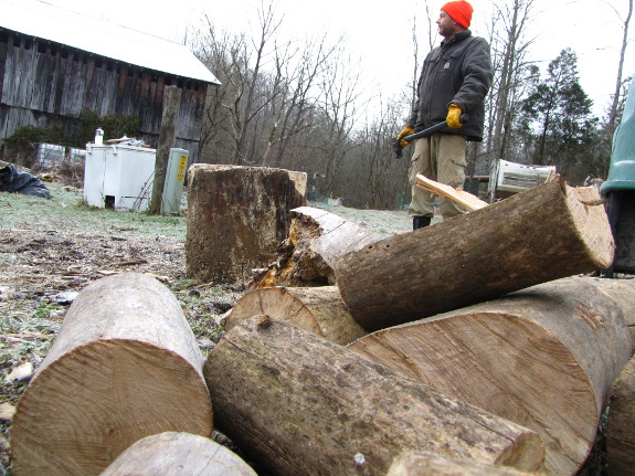 Sycamore firewood