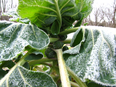 Winter sprouts