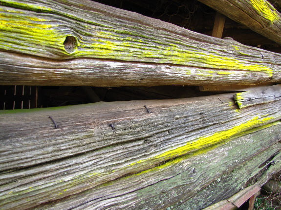 Lichen on wood