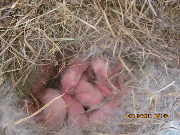 Newborn rabbits