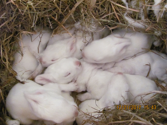 Week old bunnies