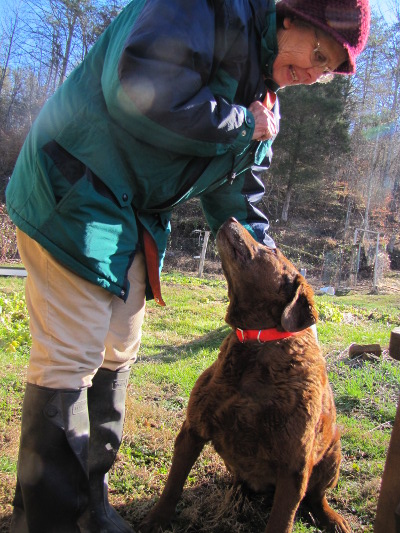 Orange dog collar