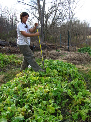 Digging in the garden