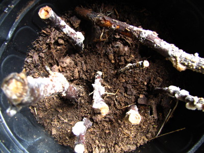 Fungi on cuttings