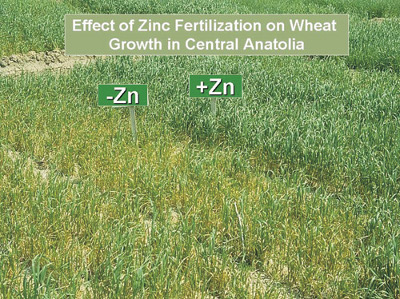 Zinc in soil