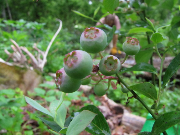 Blueberry bush