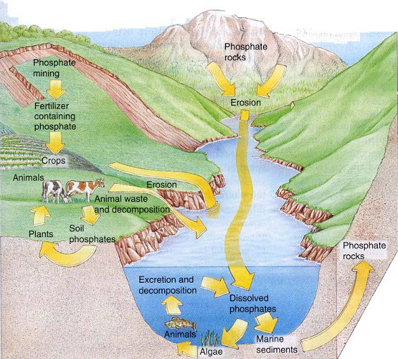 Phosphorus cycle